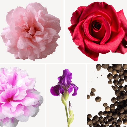 Preview: Duftnoten: Bulgarische Rose, Türkische Rose, Zentifolie, Schwertlilie, Pfeffer